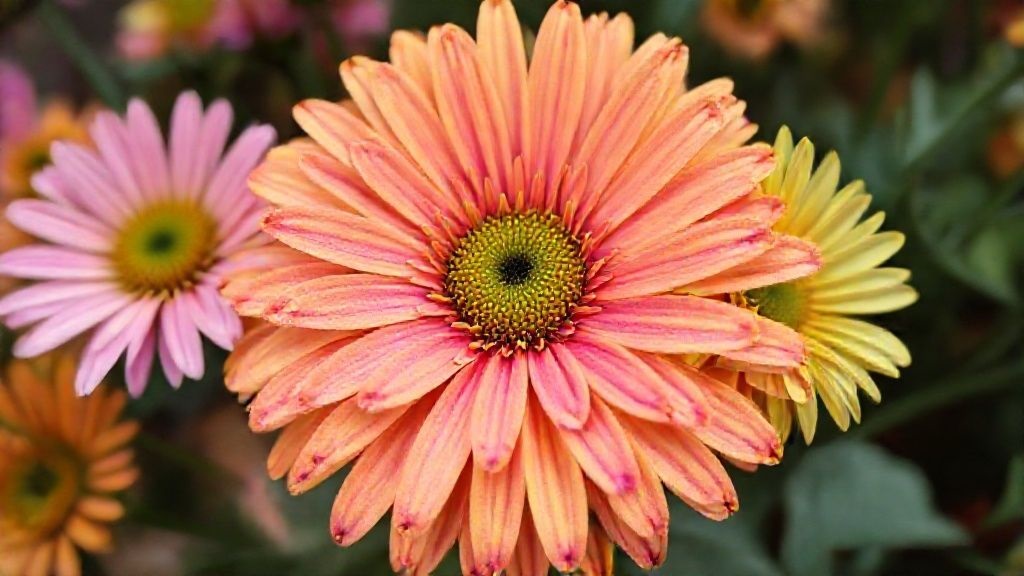 daisy chrysanthemum
