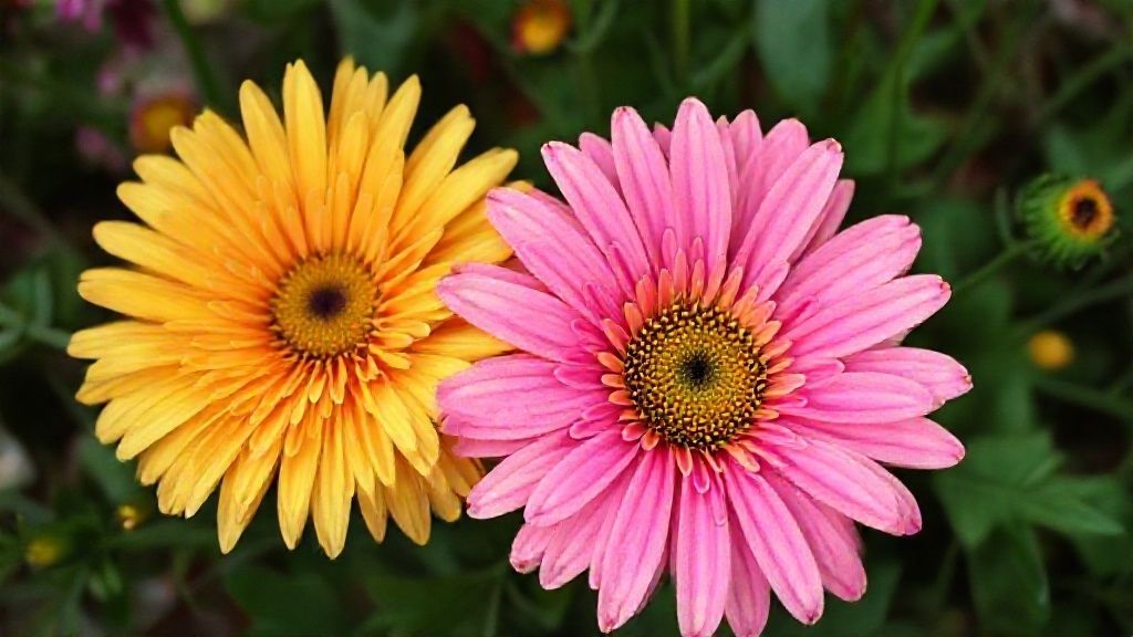 bright multicolored daisy chrysanthemum petals in a garden setting