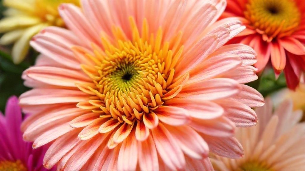 close up of colorful daisy chrysanthemums showing shades of red, orange, and purple