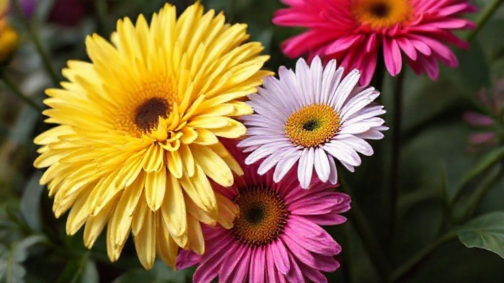 daisy chrysanthemum flowers in various vibrant colors including white, yellow, and pink