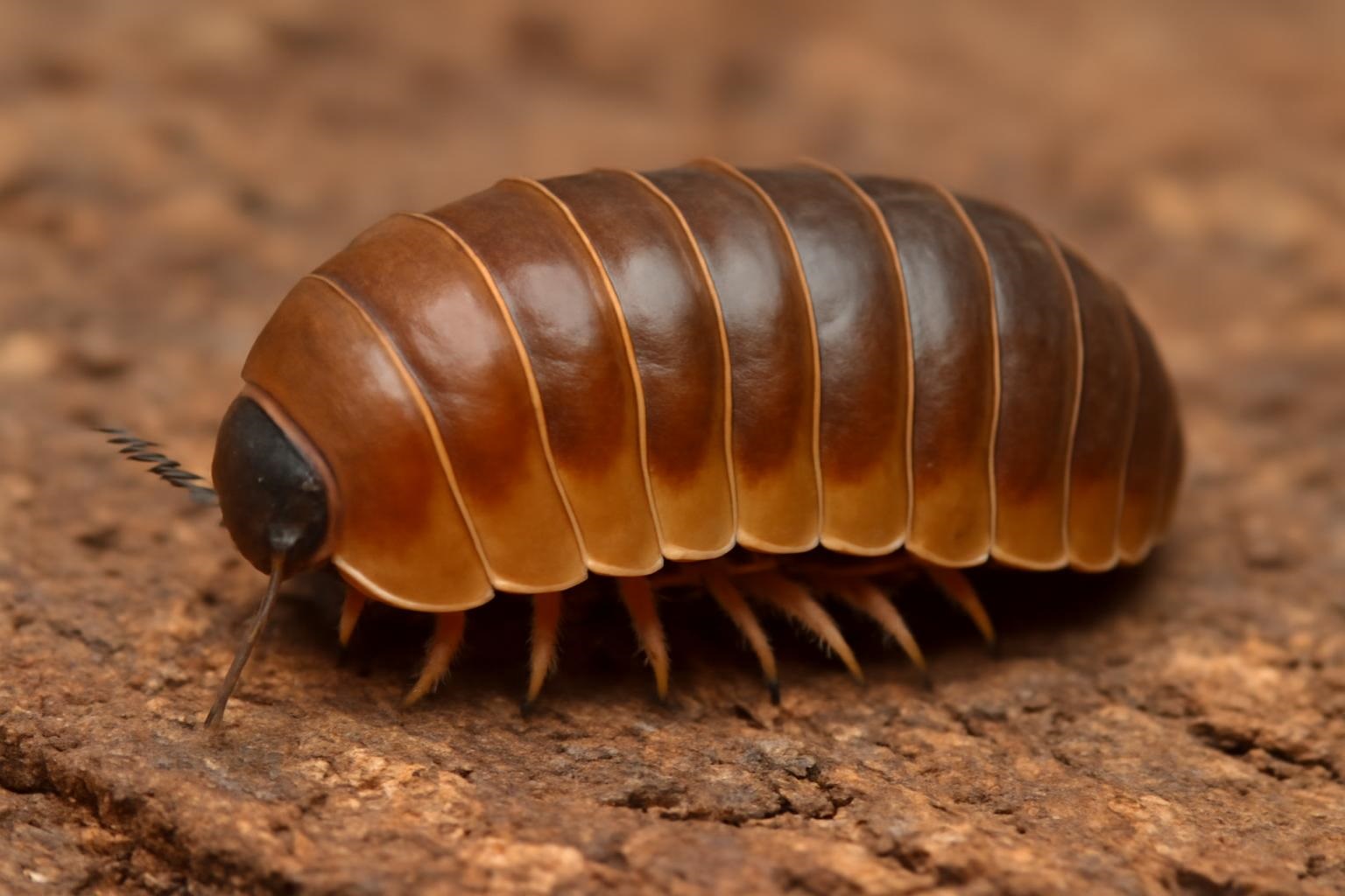 isopods