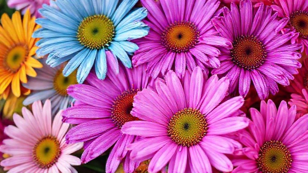 mixed bouquet of daisy chrysanthemums displaying multiple natural color variations