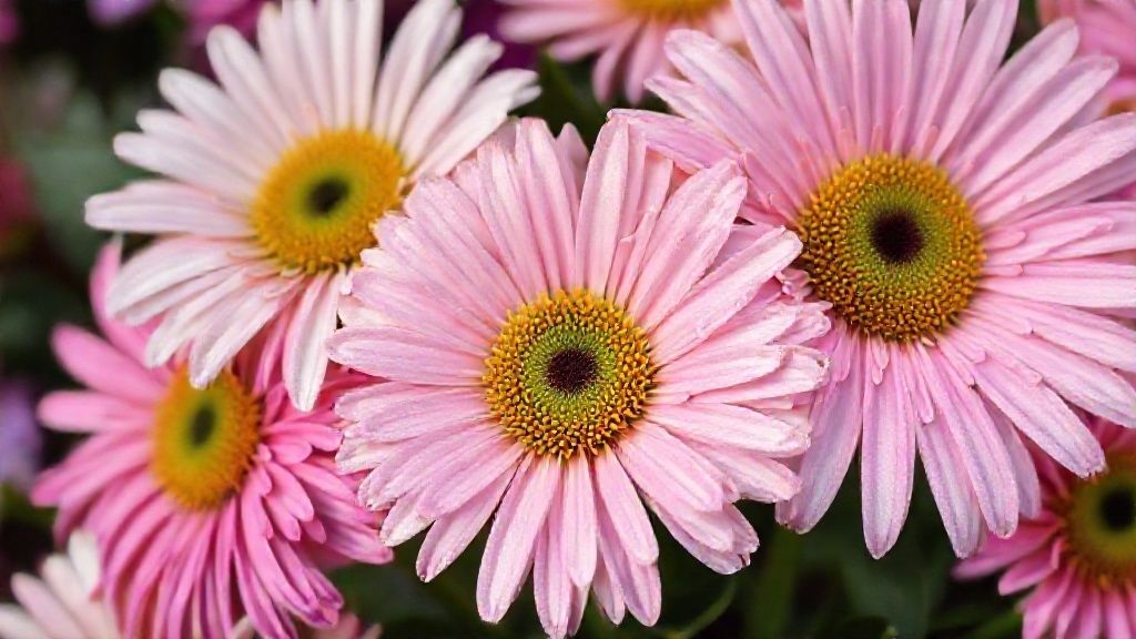 pink and lavender daisy chrysanthemums demonstrating common color varieties