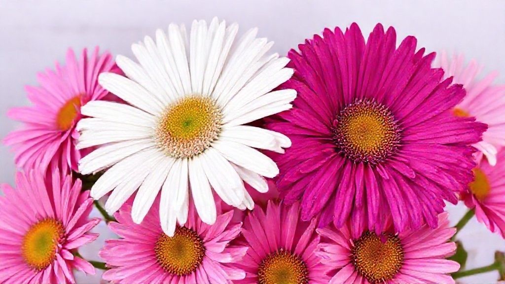 white and yellow daisy chrysanthemums highlighting typical flower color patterns