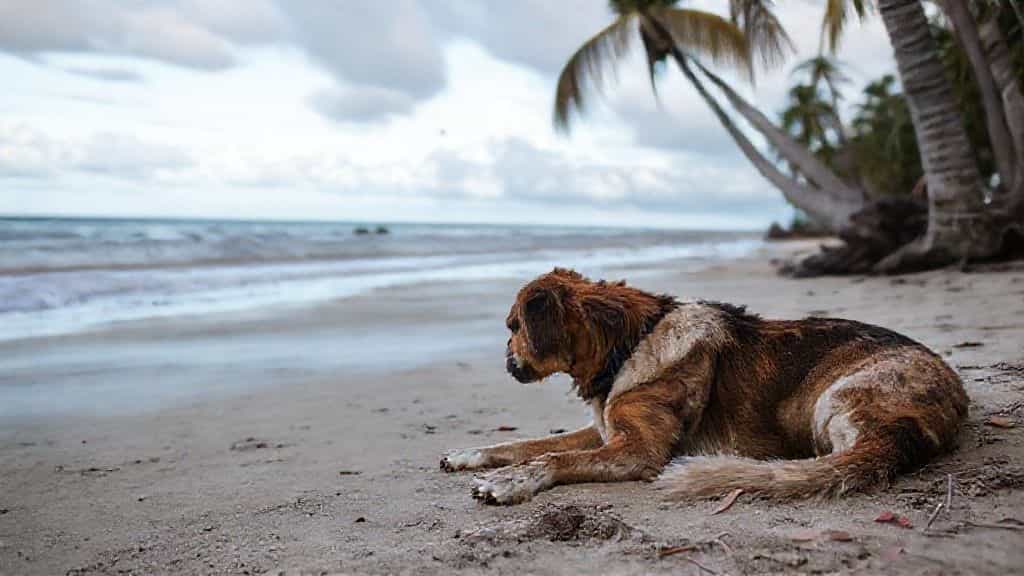 if a dog owner's neglect causes me to fall in florida, i may have grounds for a legal claim