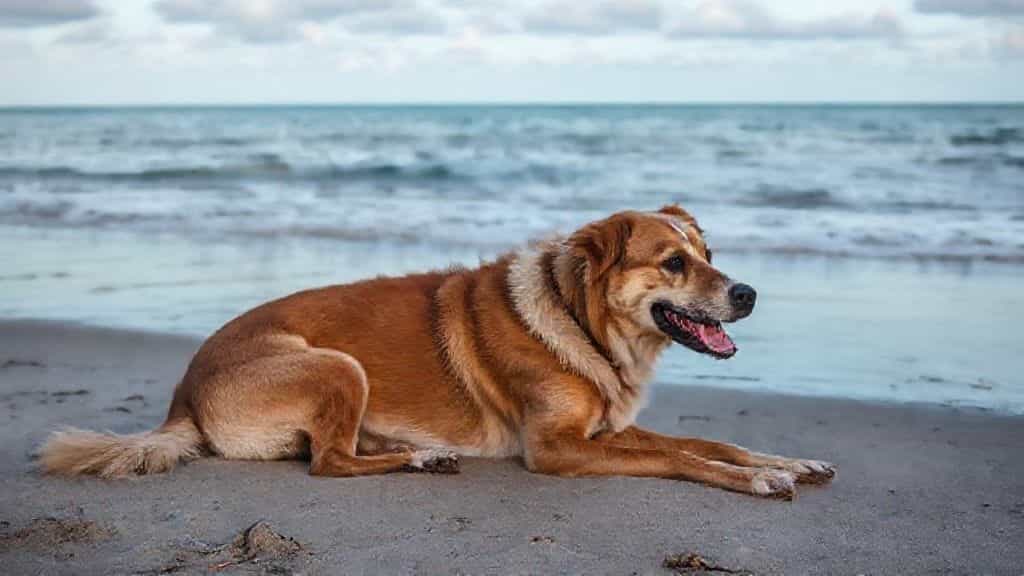 if i fell due to dog owner neglect in florida