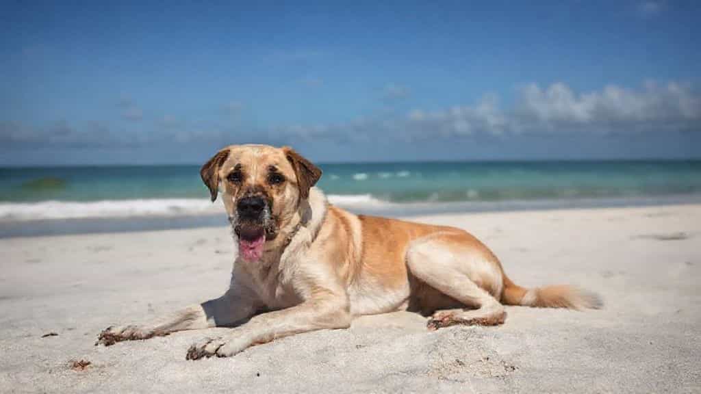 in florida, a dog owner's neglect might make them liable if i fall and get hurt